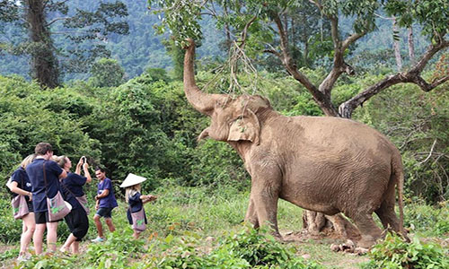 half-day-elephant-home-sanctuary-in-samui