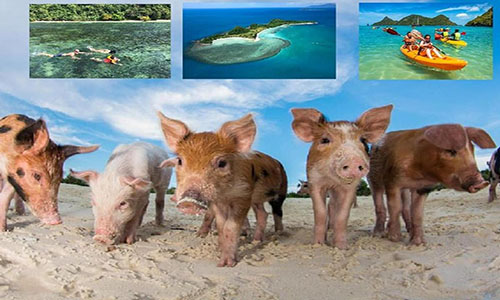 pig-island-experience-by-speed-boat-snorkeling-kayaking-relaxing-on
